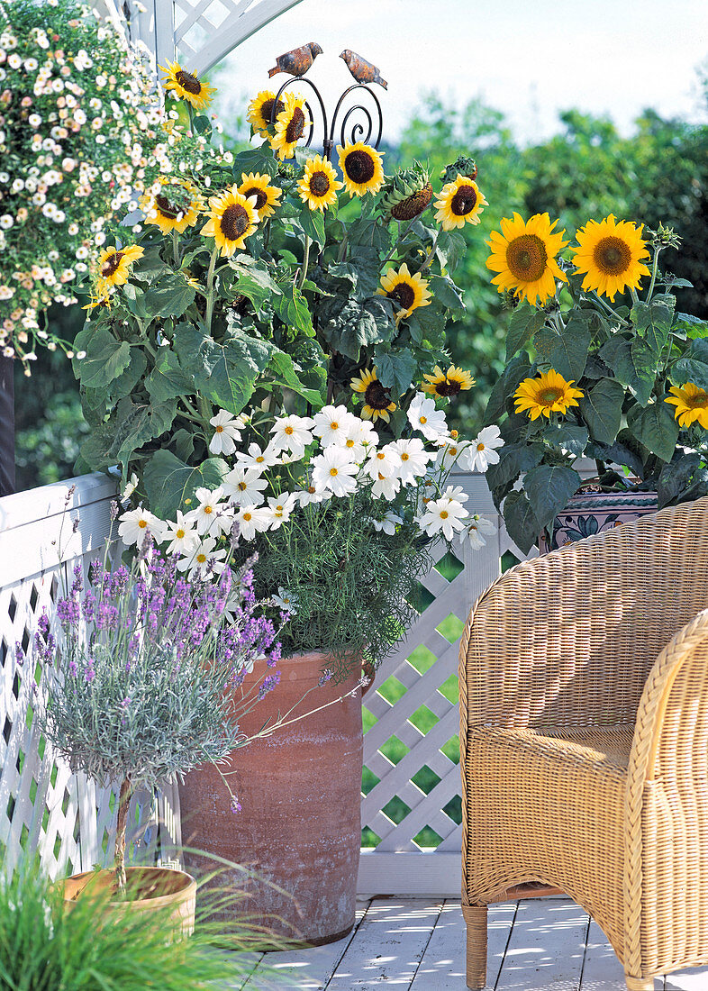 Helianthus annuus 'Sole', 'Prado Gold' (Sunflowers)