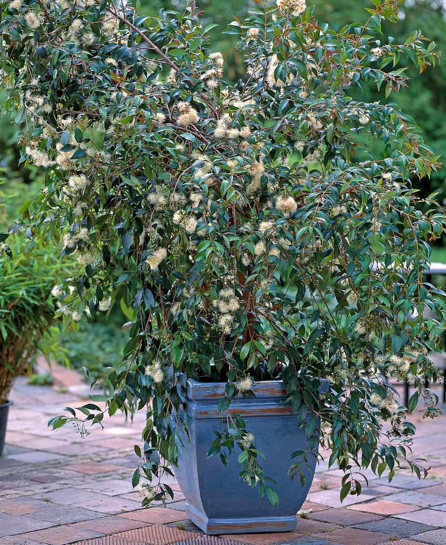 Eugenia myrtifolia