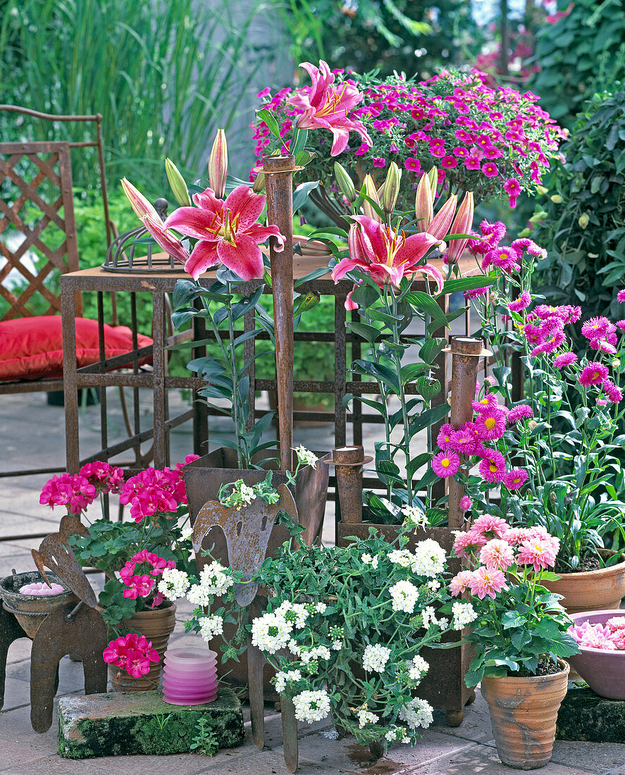 Lilium 'Stargazer', Verbena, Erigeron