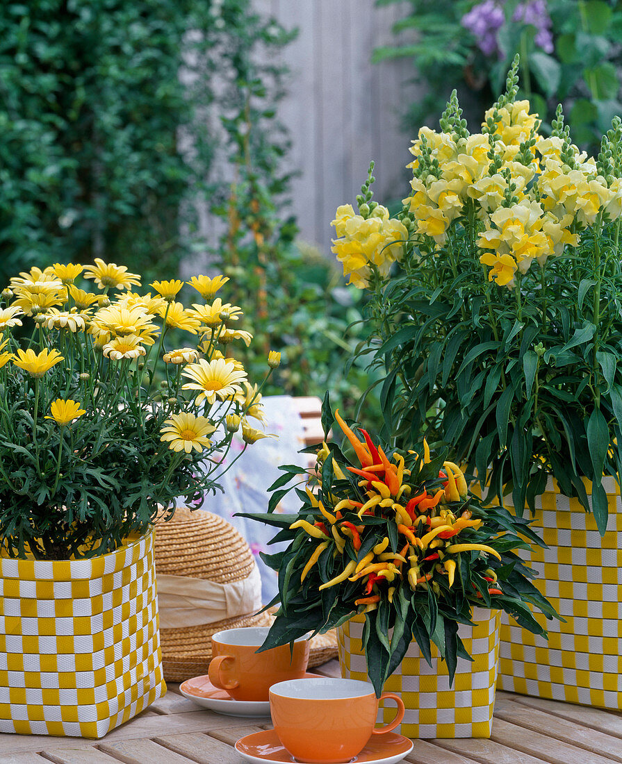 Argyranthemum frutescens 'Butterfly', Antirrhinum majus