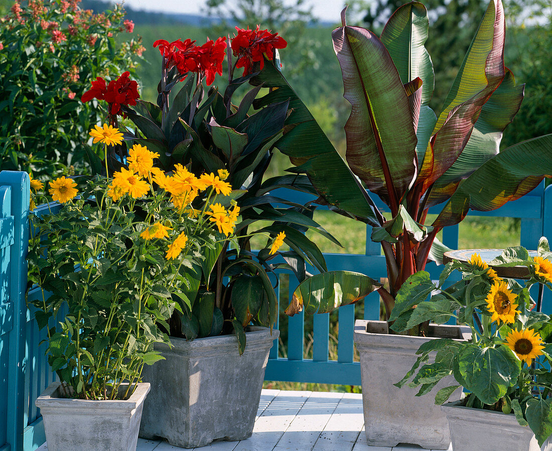 Heliopsis (girl's eye), Canna indica (Indian flower cane)