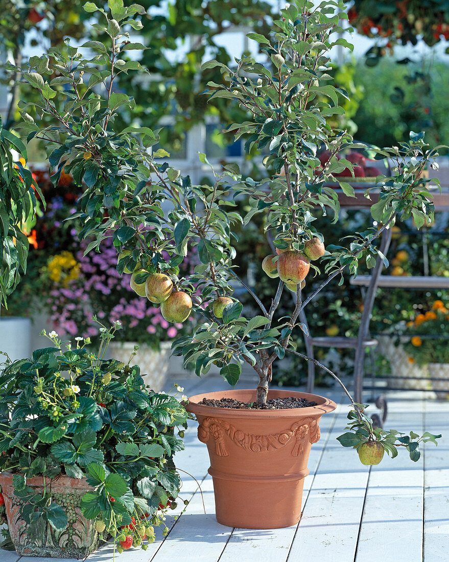 Apfel, Zwergapfel, Erdbeeren in Töpfen