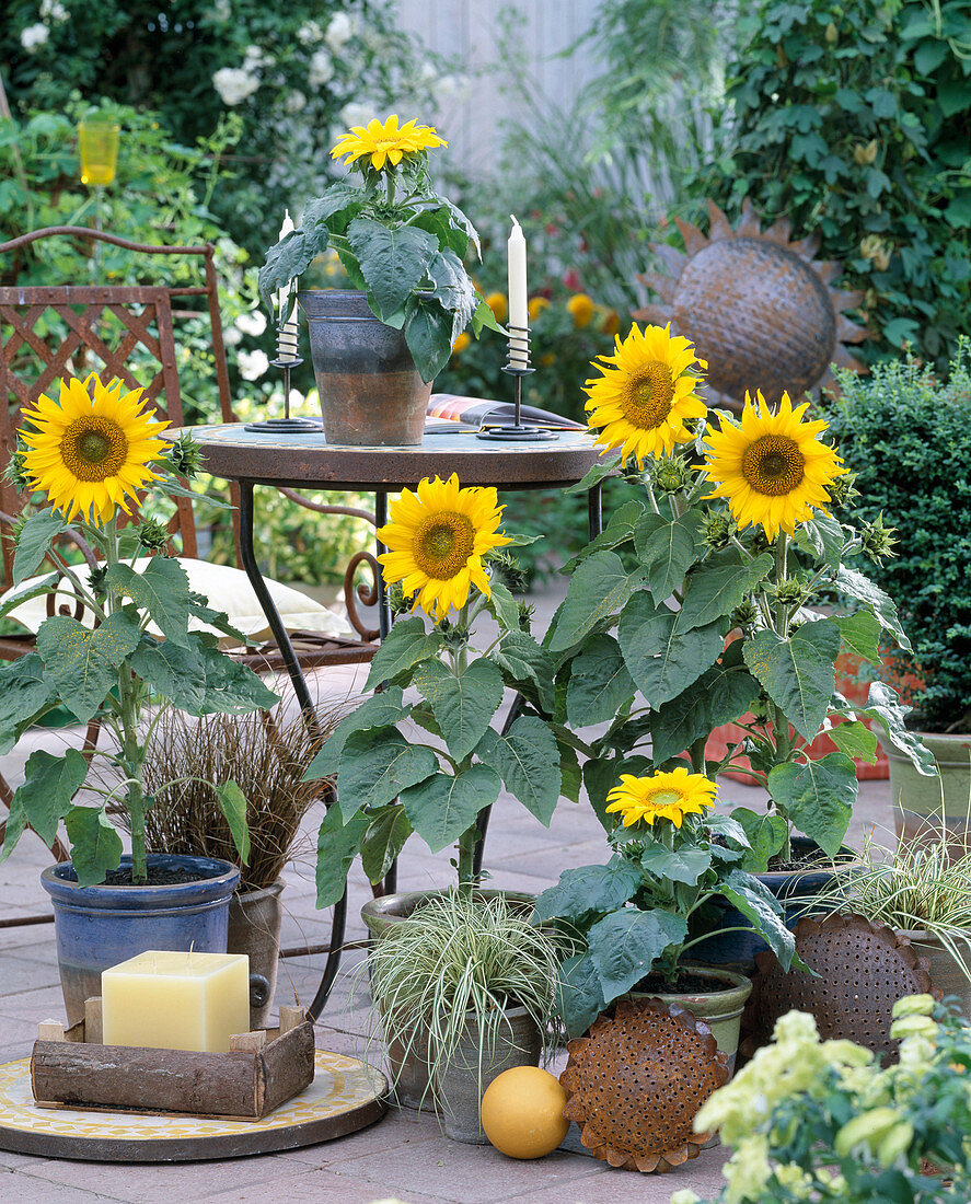 Helianthus annuus 'Soraya' (Sonnenbume), Carex (Segge)