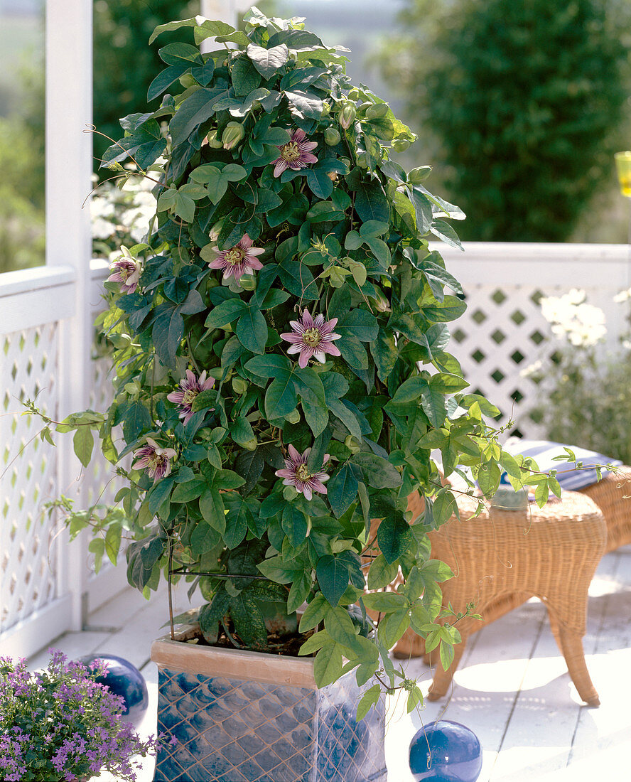 Passiflora hybrid 'Empress Eugenie'