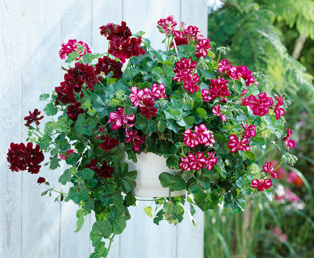 Pelargonium traffic light, Pelargonium peltatum hybrid 'Explosive'