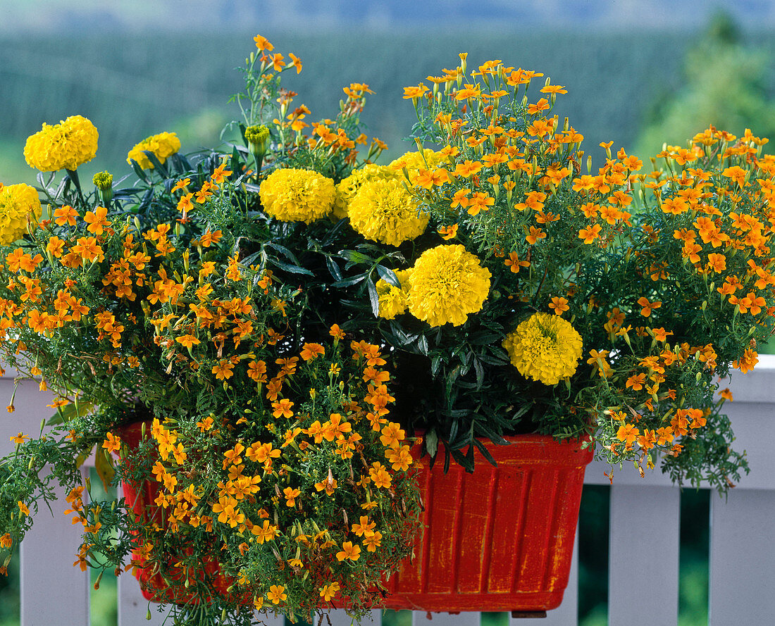 Tagetes tenuifolia 'Orange Gem', Tagetes erecta 'Antigua