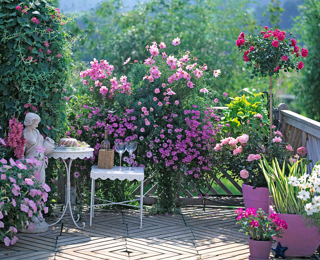 Pink balcony, Asarina, Cosmos 'sonata pink', Verbena