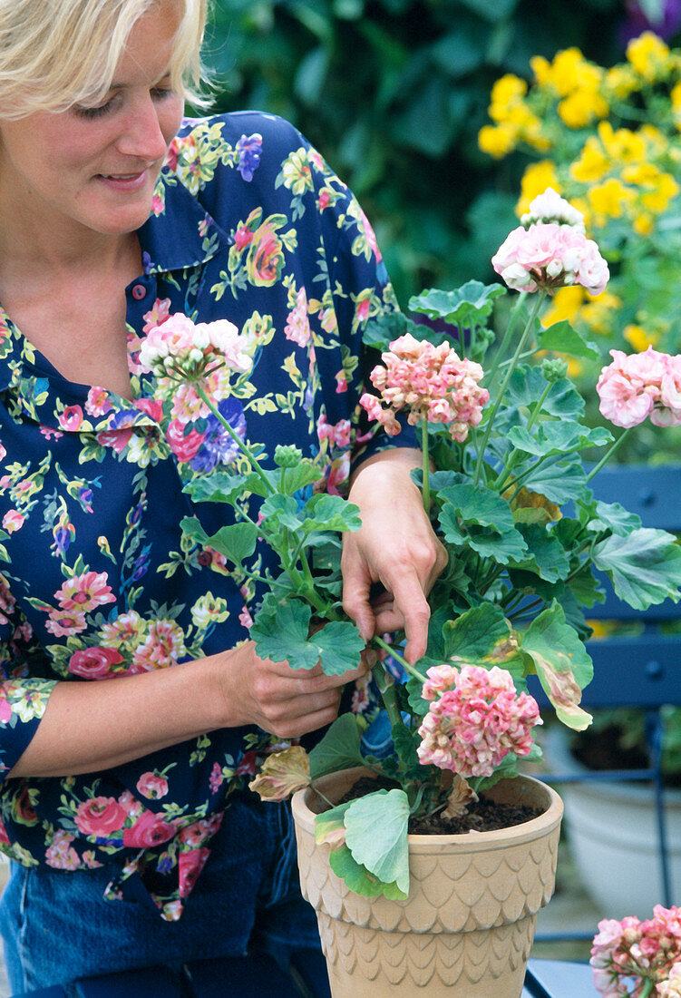 Remove flowered parts of the Pelargonium