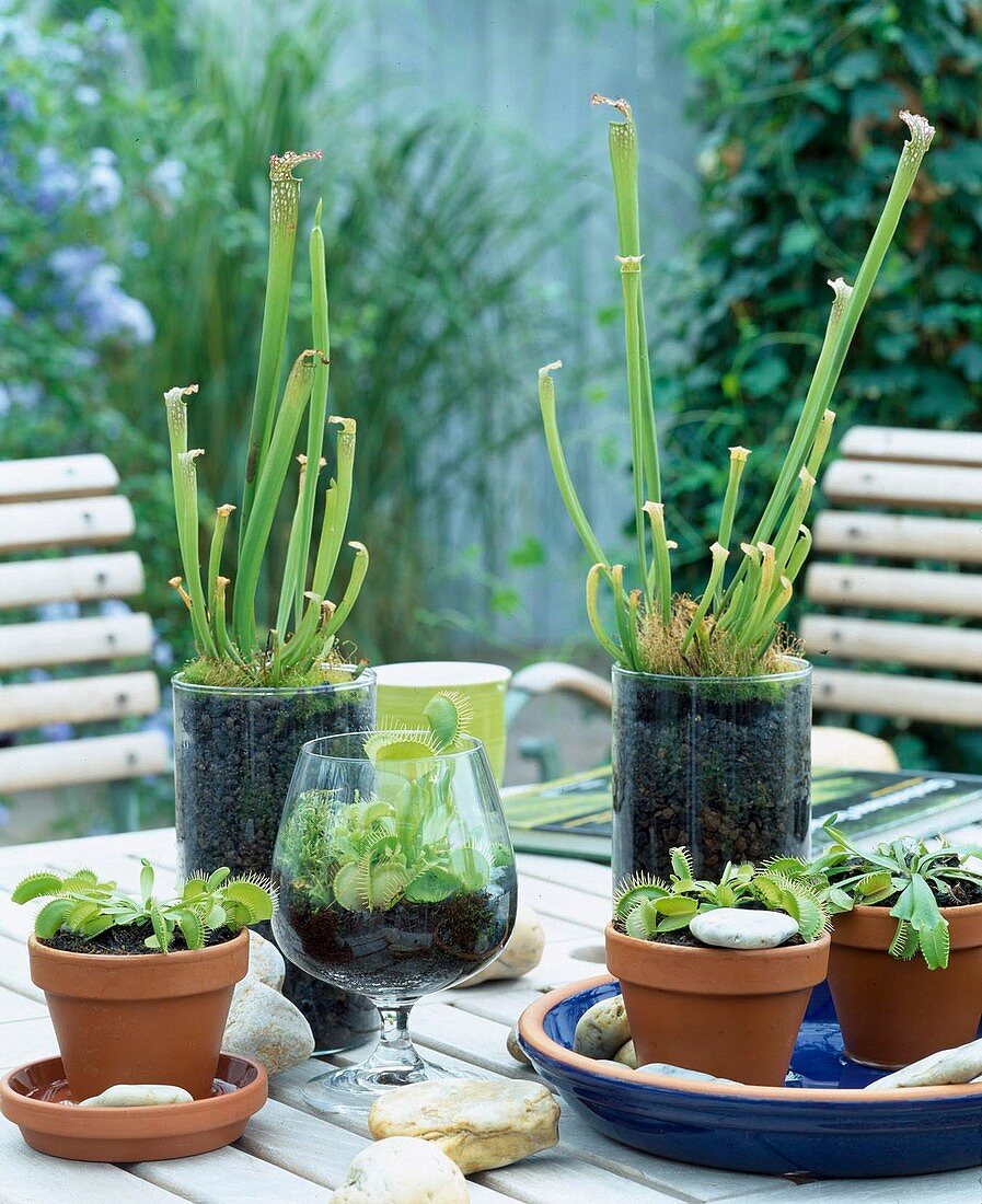 Sarracenia purpurea (tube plant), Dionaea muscipula