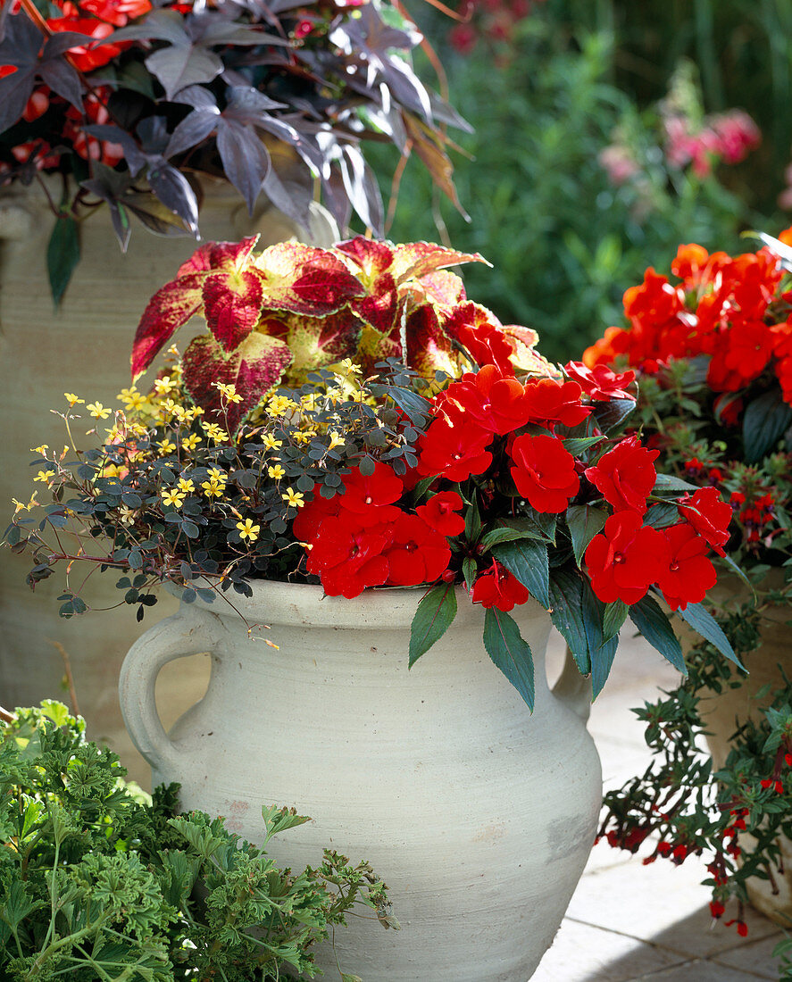 Impatiens 'Paradise Tarawa', Oxalis 'Dark Form'