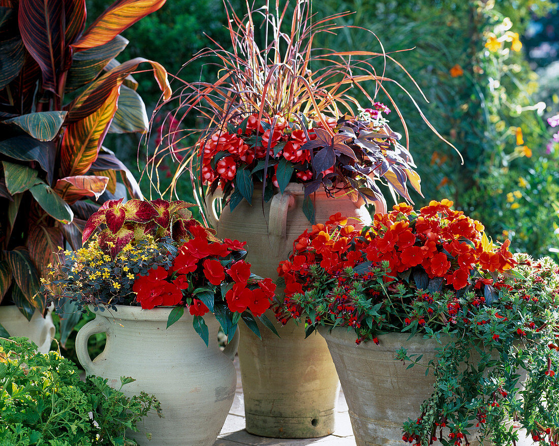 Pennisetum setaceum 'Rubrum', Ipomoea batata 'Blacky'