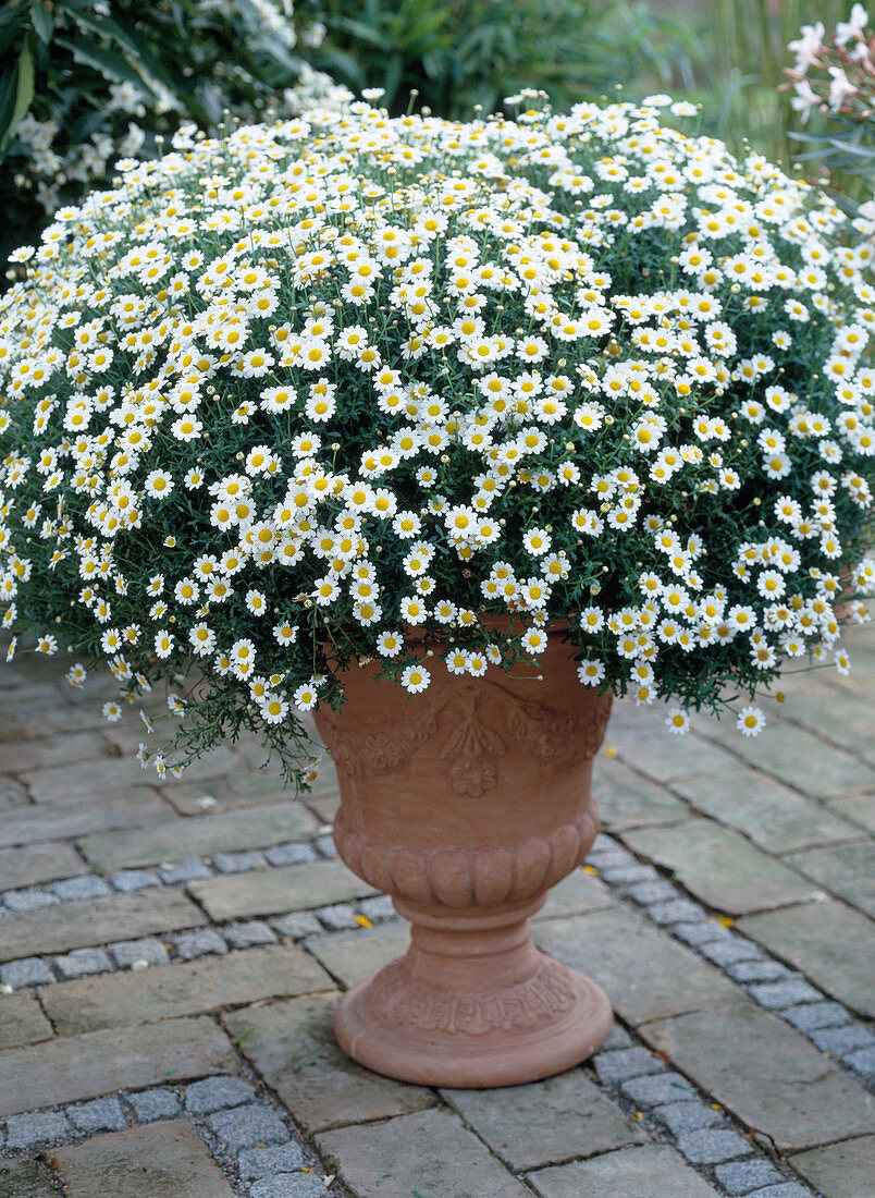 Argyranthemum frutescens 'Courtyard Blanche Petite'