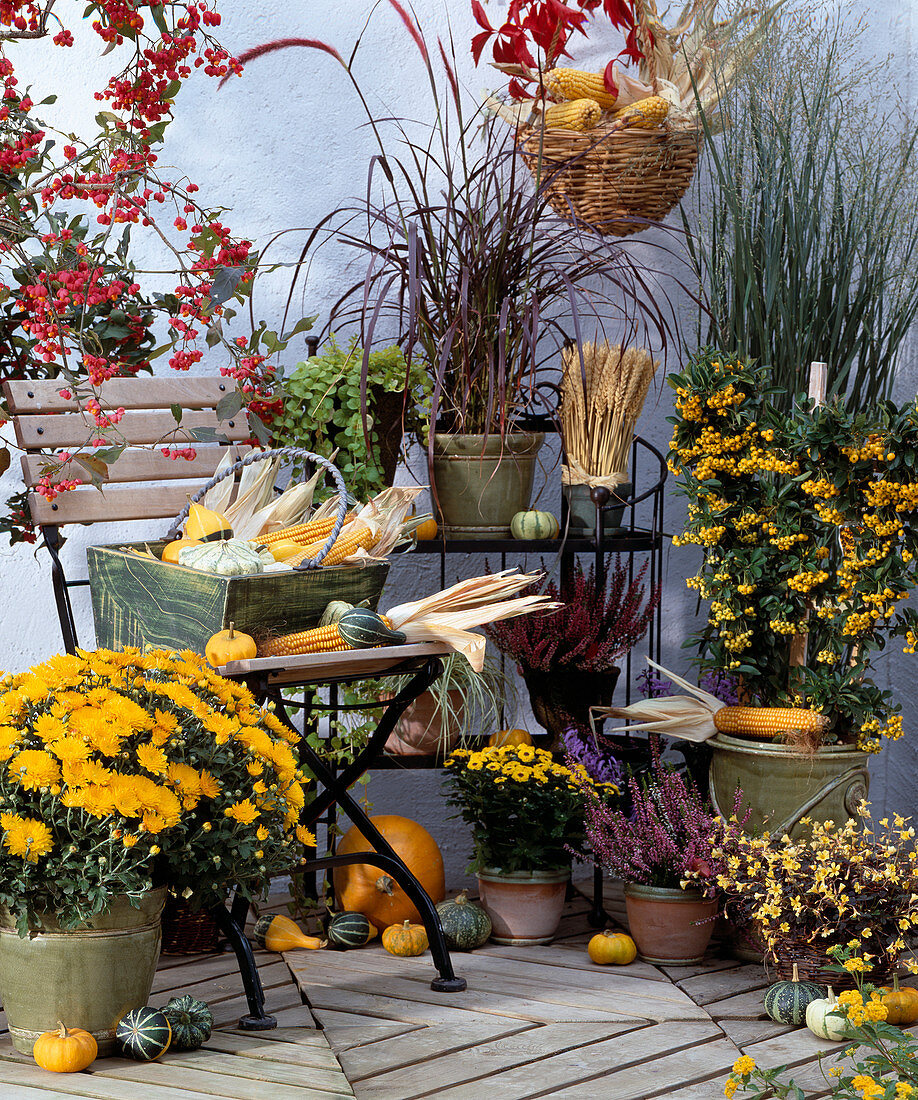 Herbstarrangement: Dendranthema, Euonymus, Lysimachia, Pennisetum setaceum 'Rubrum'