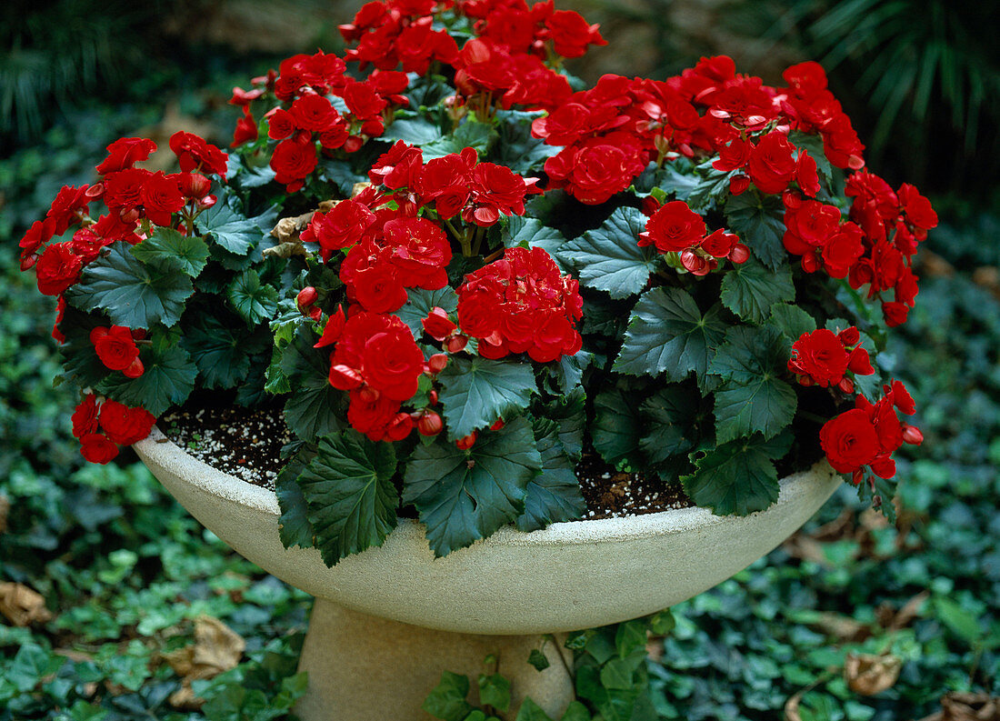 Begonia tuberhybrida