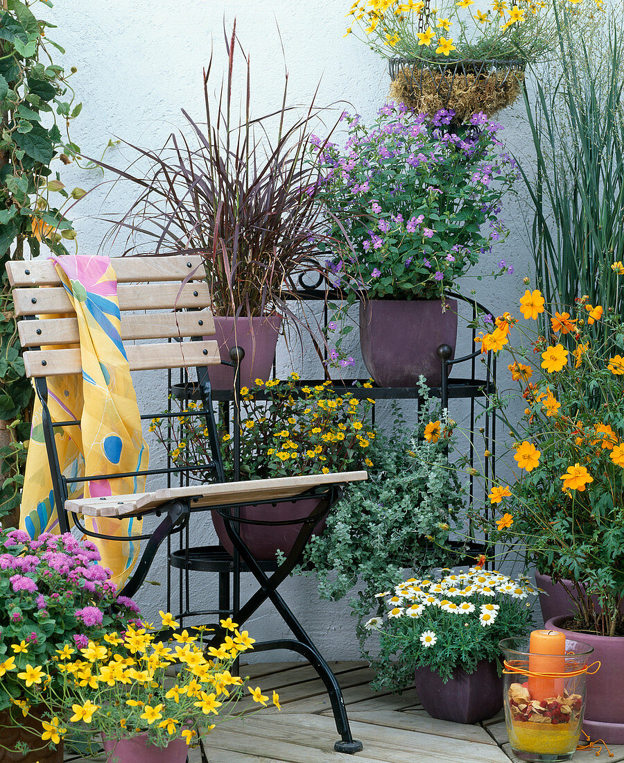 Etagere with Pennisetum setaceum 'Rubrum' (bottlebrush)