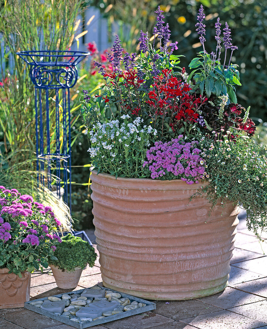 Ageratum (Liver Balm), Nemesia 'Improved Innocence' (Nemesia)