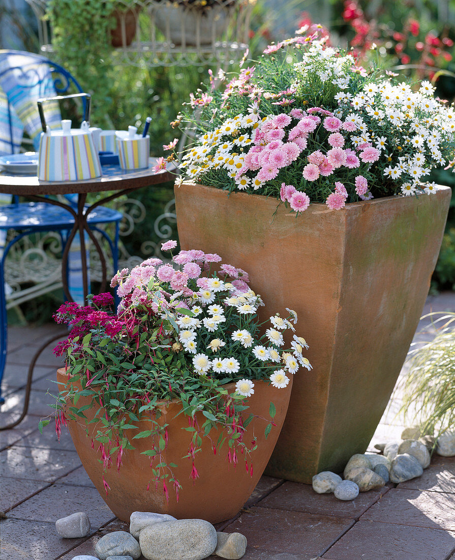 Argyranthemum 'Summer Melody', 'Ping-Pong' (Weiß)