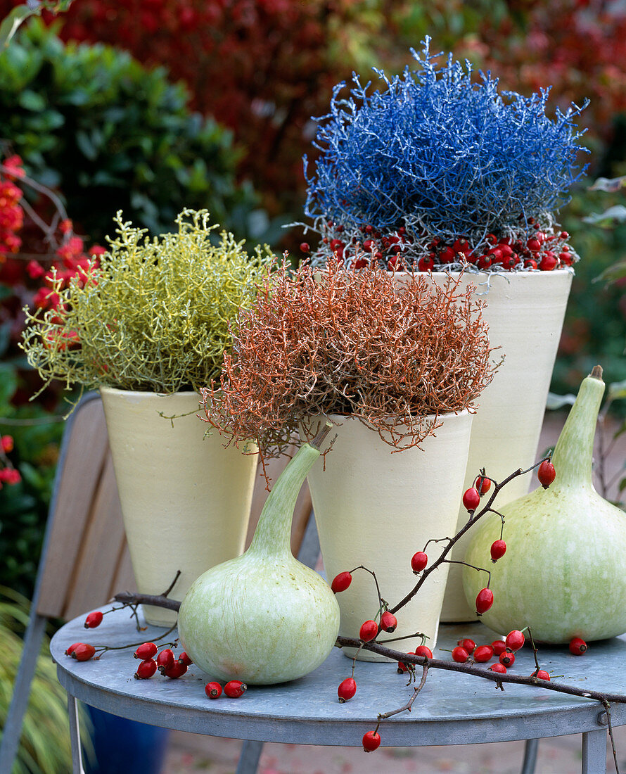 Calocephalus brownii (Greiskraut), sprayed with plant paint