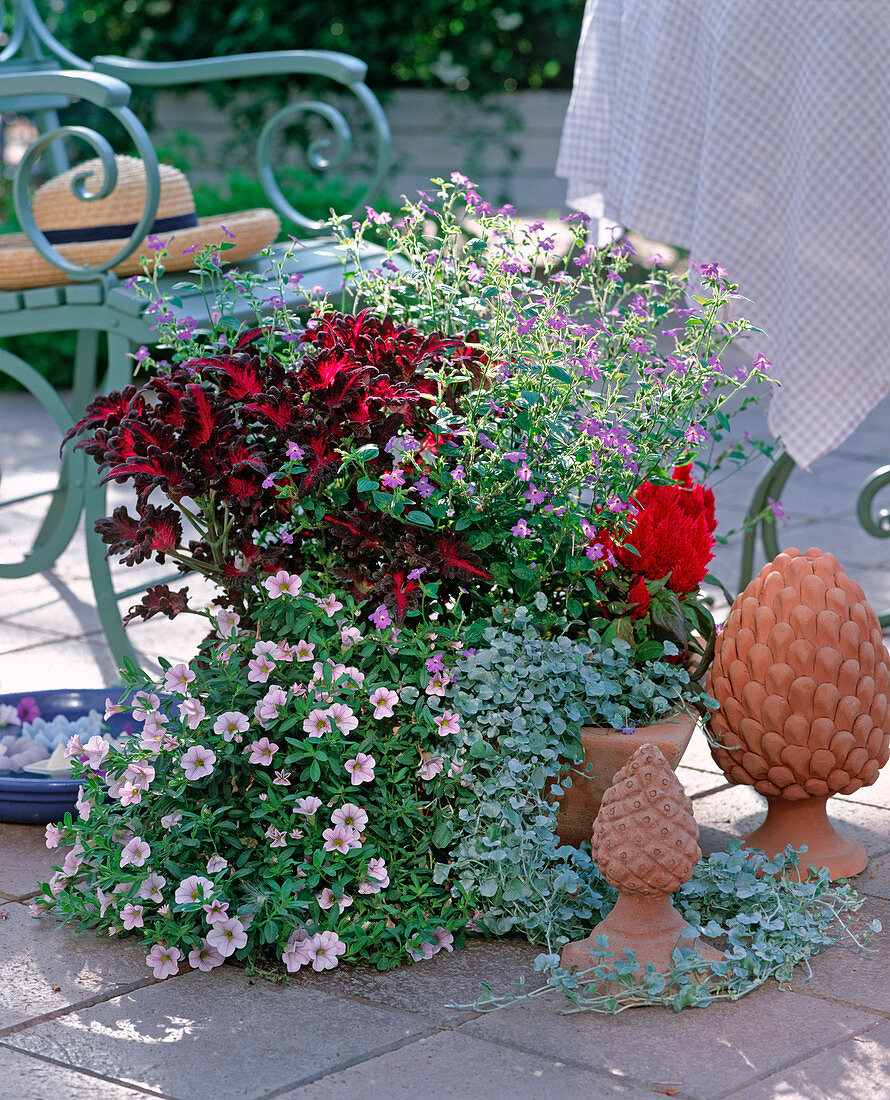 Calibrachoa (magic bell), Coleus (country borage)