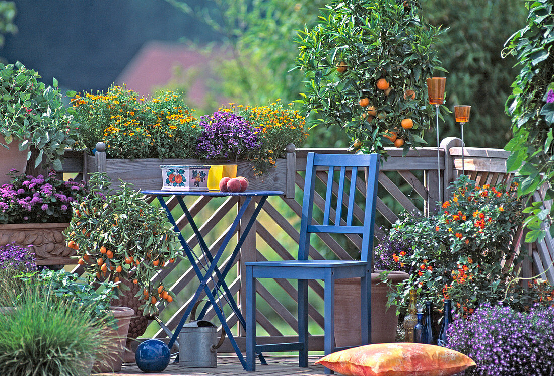 Citrus reticulata (Mandarine), Fortunella (Kumquat), Tagetes