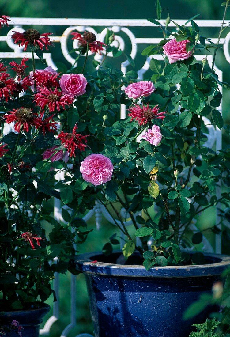 Rose 'Gertrude Jekyll'