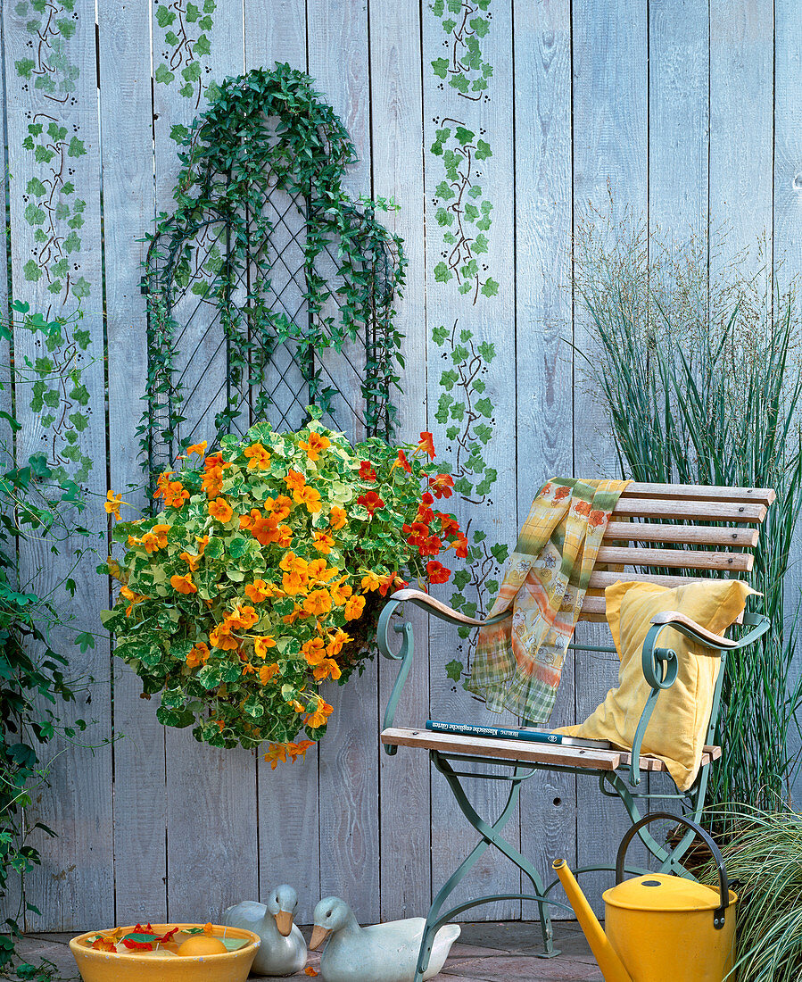 Wire basket with Hedera (ivy), Tropaeolum majus (nasturtium)