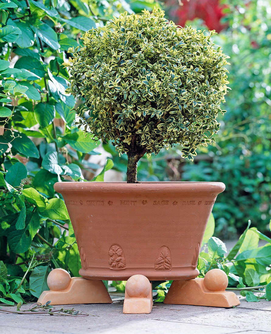 Buxus 'Variegata' / Buchsbaumkugel mit panaschierten