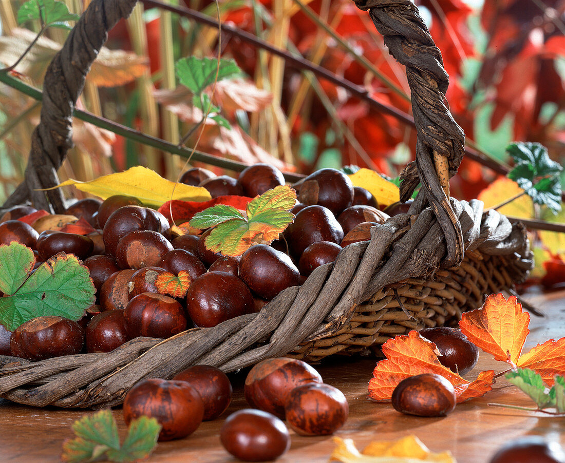 Basket with chestnuts