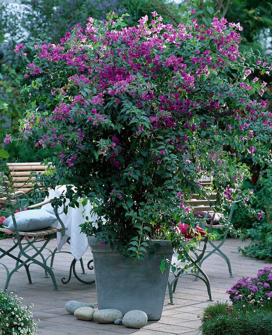 Bougainvillea glabra