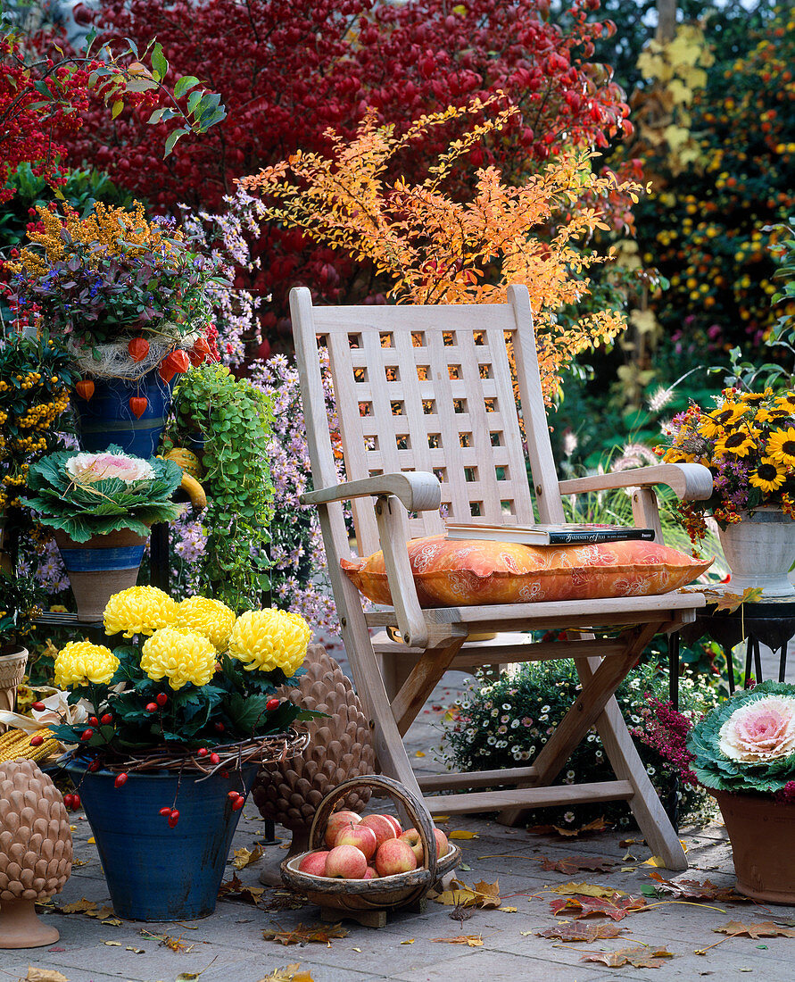 Terrasse mit Pyracantha (Feuerdorn), Brassica (Zierkohl)