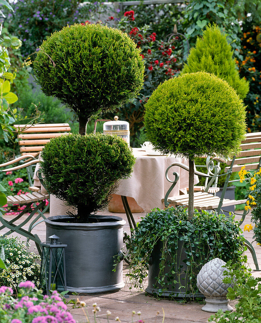 Cupressus leylandii und macrocarpa als Kugeletagere und Stämmchen