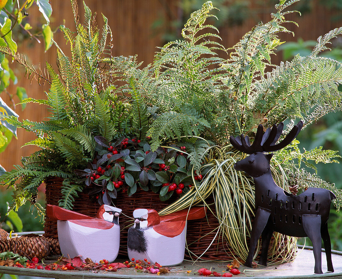 Basket with various ferns, Gaultheria, Carex (sedge)