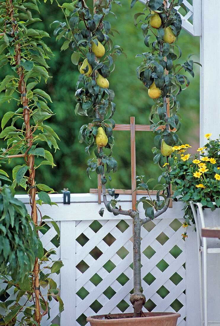 Pear trellis on the balcony