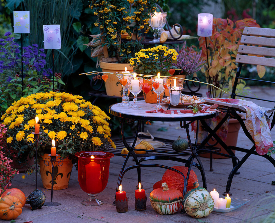 Evening atmosphere on the autumn terrace: Dendranthema (autumn chrysanthemum)