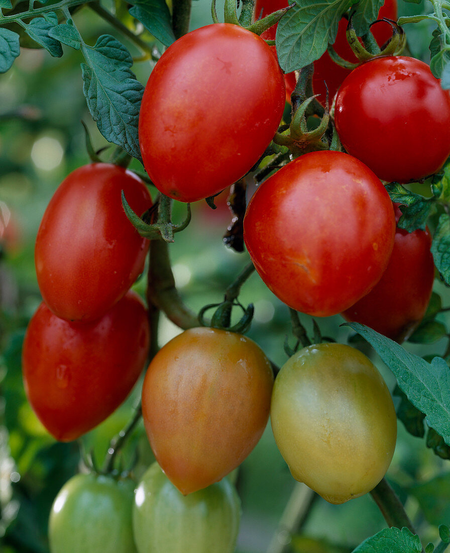 Cocktail tomato 'Serafino' F1