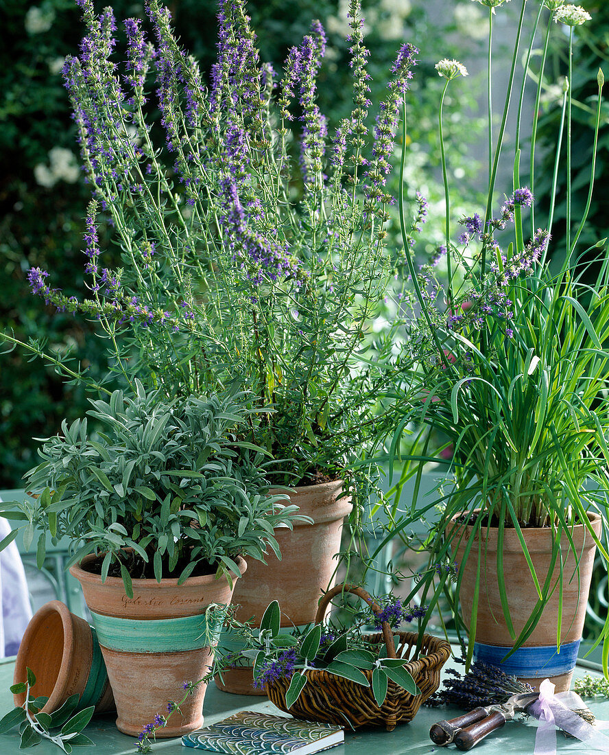 Salvia officinalis (sage), hyssop, garlic