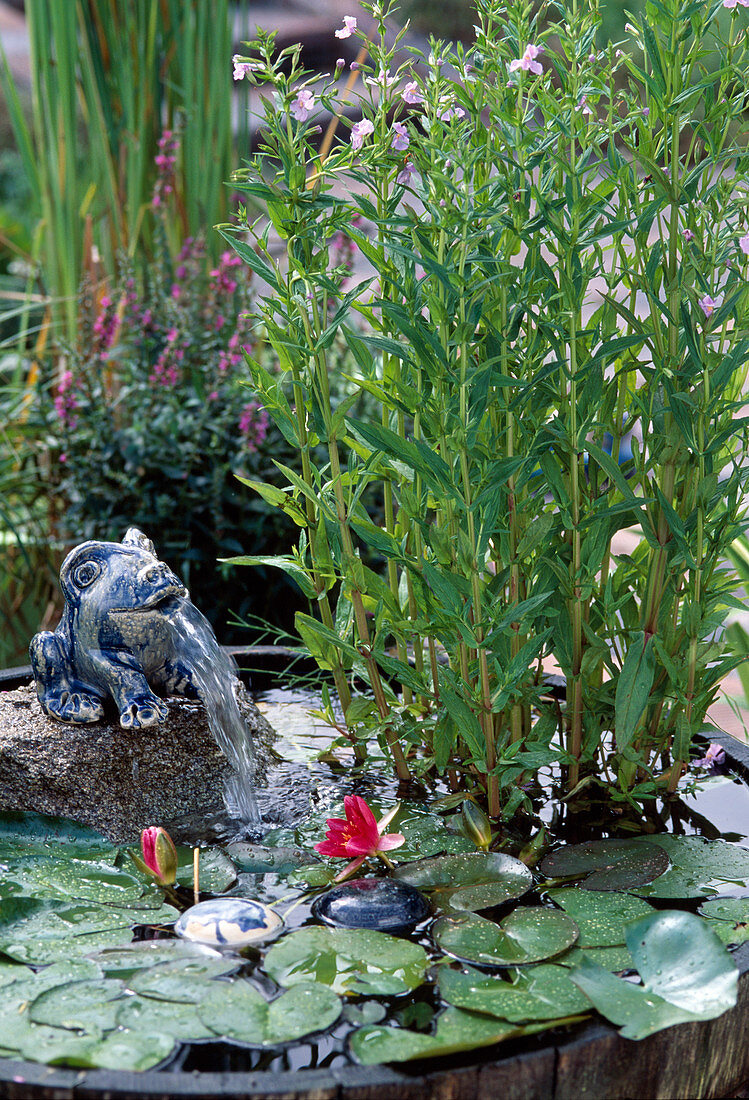 Mimulus ringens (Juggler flower), Nymphaea hybrid 'Froebelii'