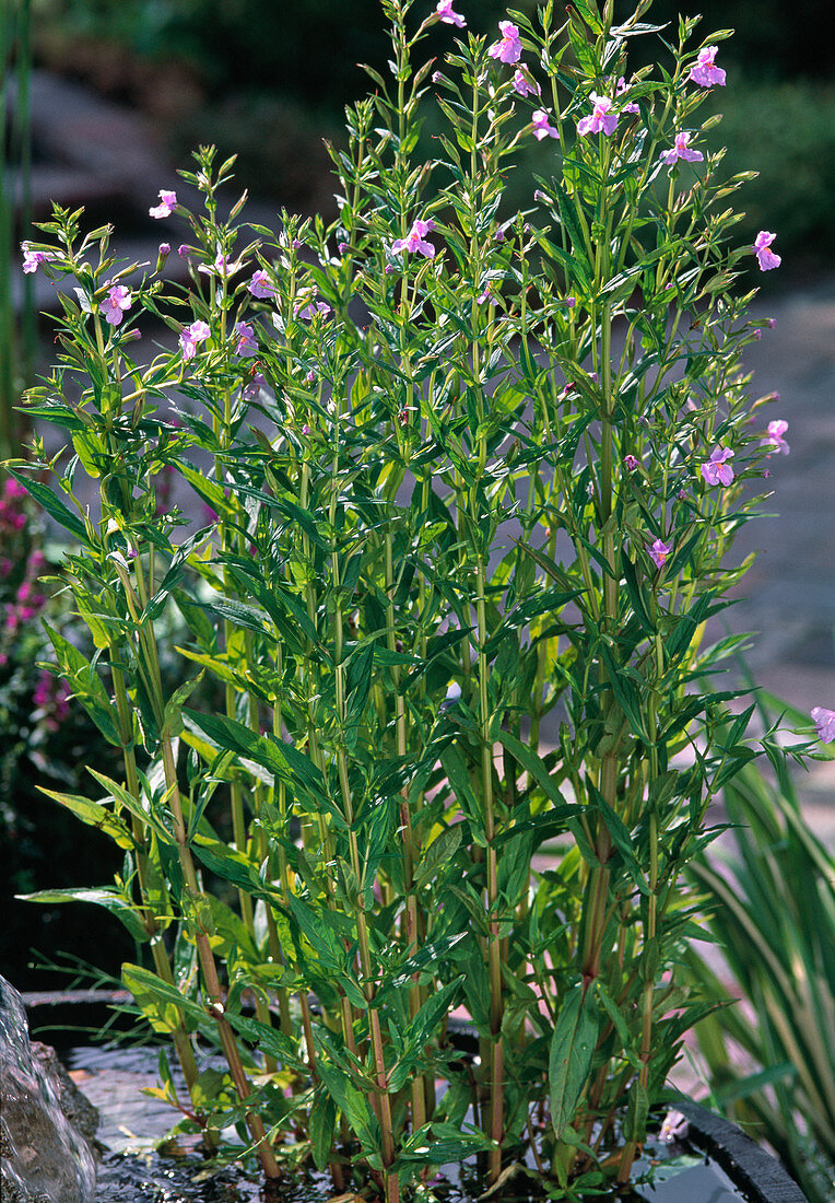 Mimulus ringens