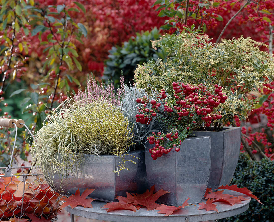 Pernettya (sphagnum myrtle), Pieris 'Variegata', Calocephalus (greiseweed), Carex (sedge)