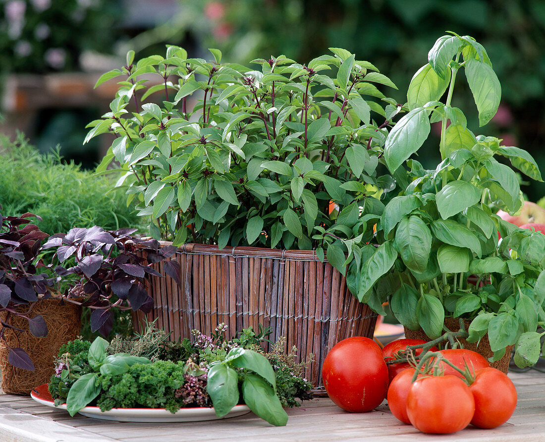 Basil, Cinnamon Basil, 'Great Green Genoveser'