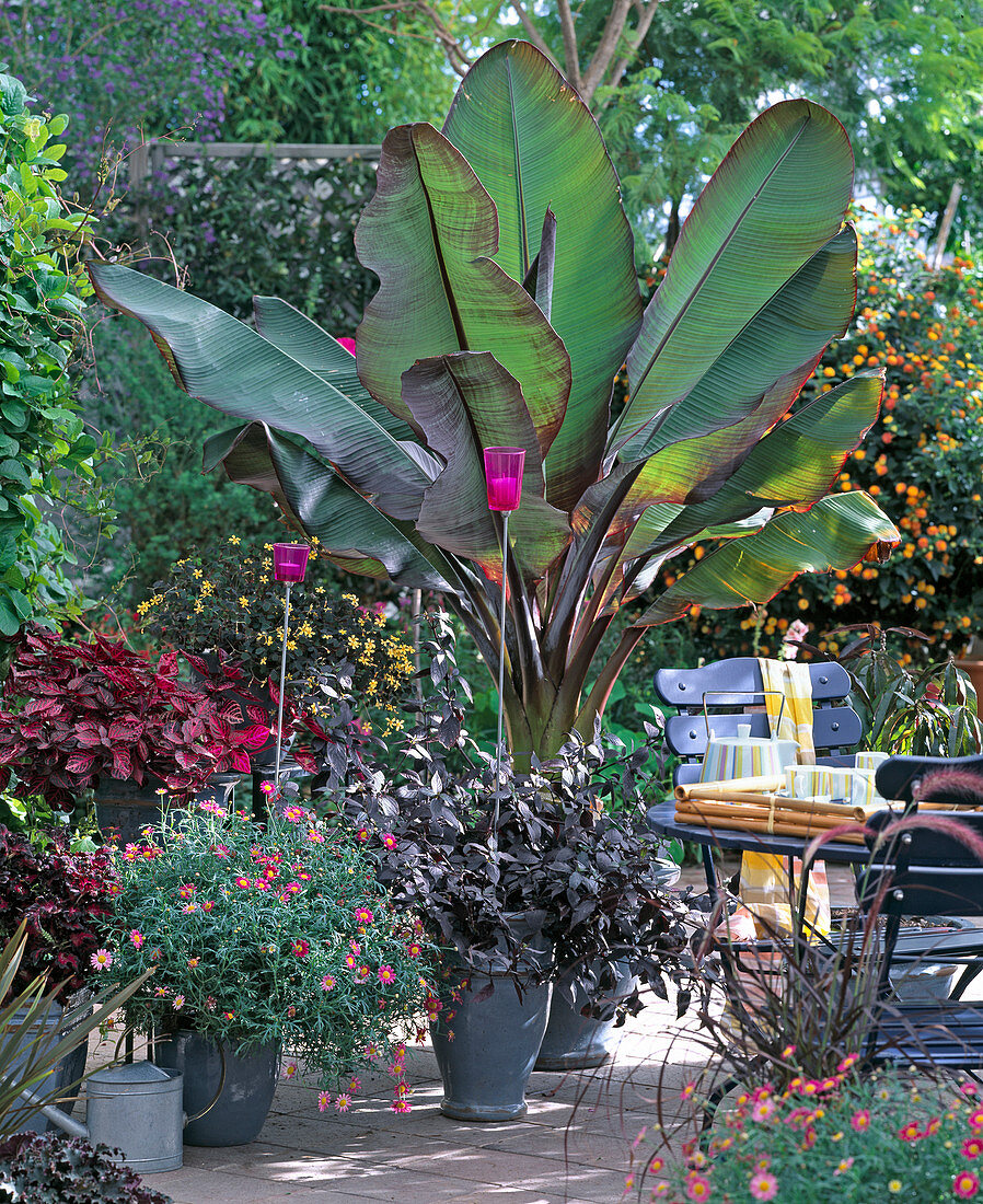 Musa ensete 'Maurellii' (ornamental banana), Alternanthera 'Black'