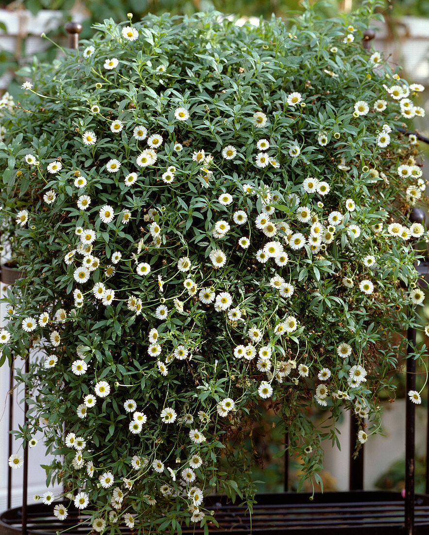 Erigeron karvinskianus