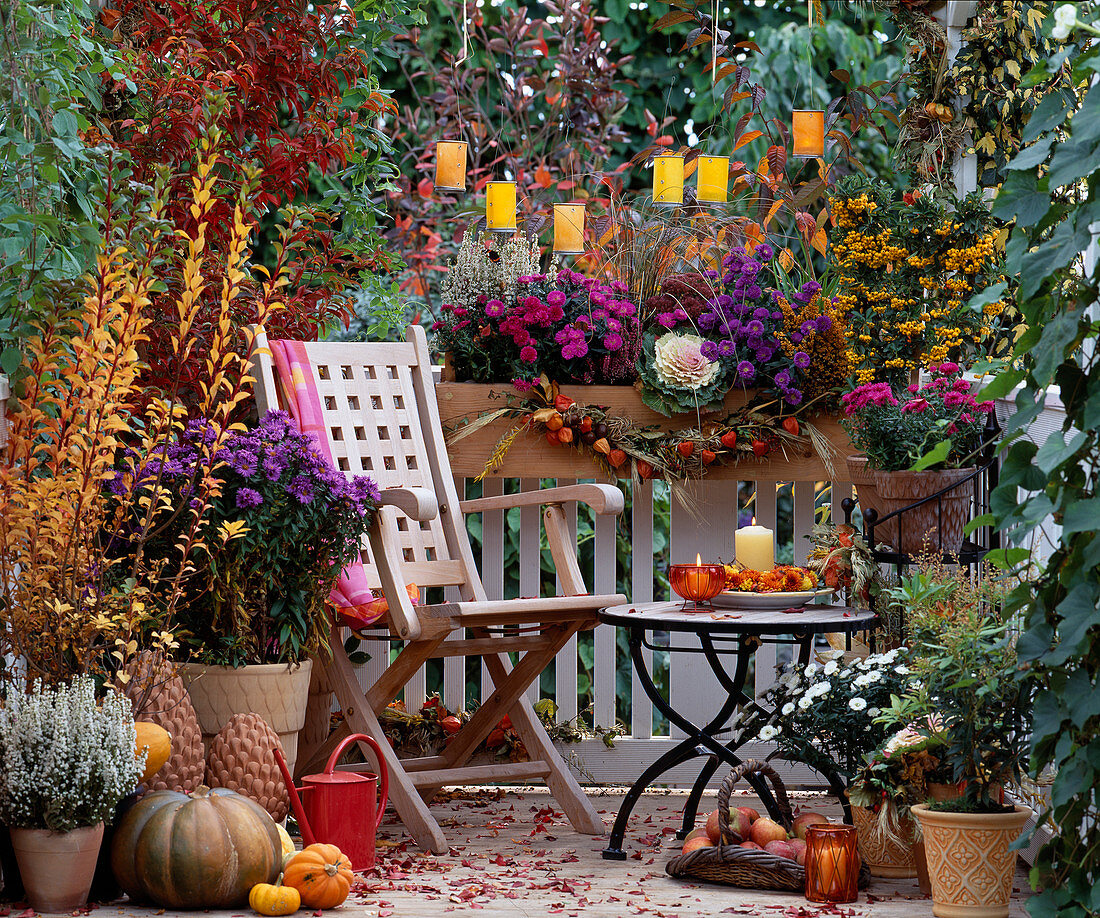 Herbstbalkon mit Aster-Hybr. (Herbstastern), Erica gracilis (Heide), Brassica (Zierkohl)