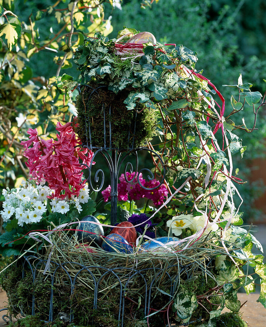 Wire-work container lined with moss, Primula (Cushion Primrose)