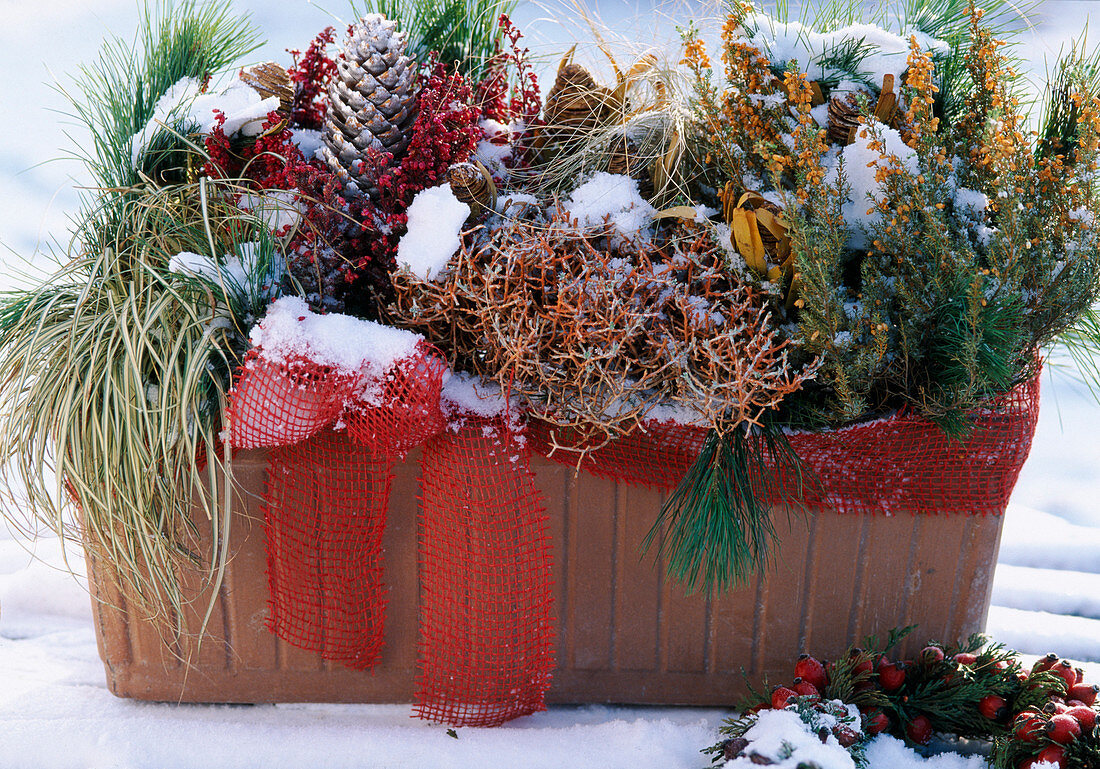 Box with Carex (sedge), Erica sprayed