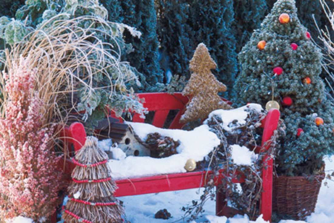 Red bench in winter with Picea (sugar loaf spruce), Hedera (ivy)