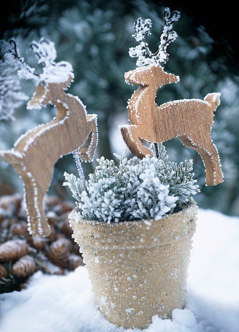 Pot with fir branches and wooden lily with hoarfrost