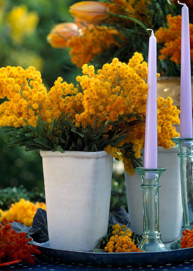 Acacia -Hybr. / Mimose mit gefärbten Blüten