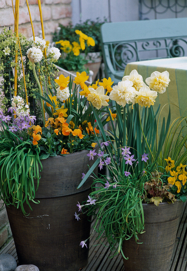 Pots with Narcissus 'Las Vegas' (double), 'Quail' (yellow)