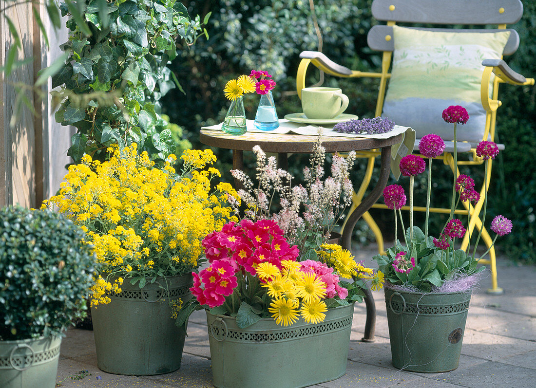 Töpfe mit Alyssum saxatile 'Berggold', Primula elatior 'Crescendo